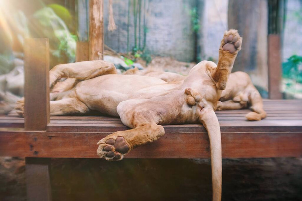 View from back side of a male lion sleeping on the wood with good view on his balls at the zoo. - Foto, Bild