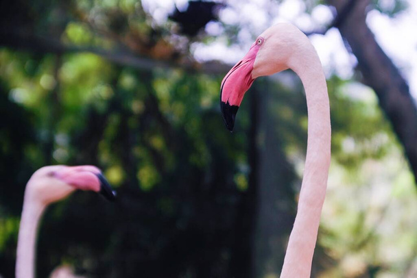 動物園で緑の自然なぼやけた背景を持つ美しいピンクのフラミンゴの鳥のビューの部分の体を閉じます . - 写真・画像