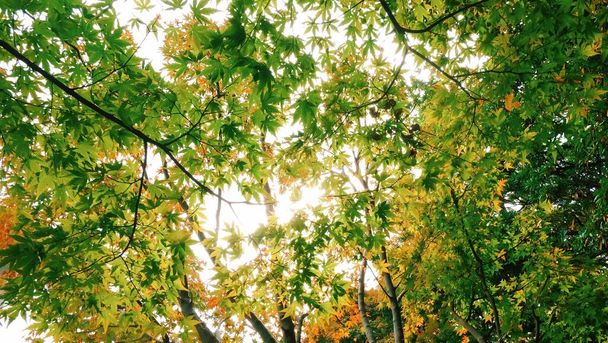 Krásné scenérie zeleň v parku s barevnými zelenými listy přírodní a slunce svítí mezi stromy. nízkoúhlý pohled. - Fotografie, Obrázek