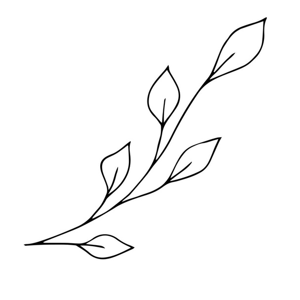 elemento vettore di stile doodle, modello, ramoscello carino con foglie, libro da colorare
 - Vettoriali, immagini
