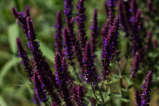 purple flowers in a field - Photo, image