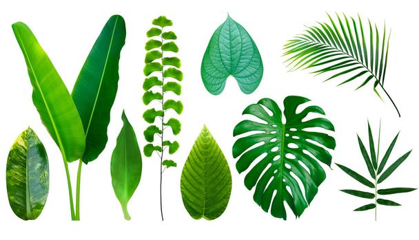 Tropisch groene bladeren geïsoleerd op witte achtergrond - Foto, afbeelding