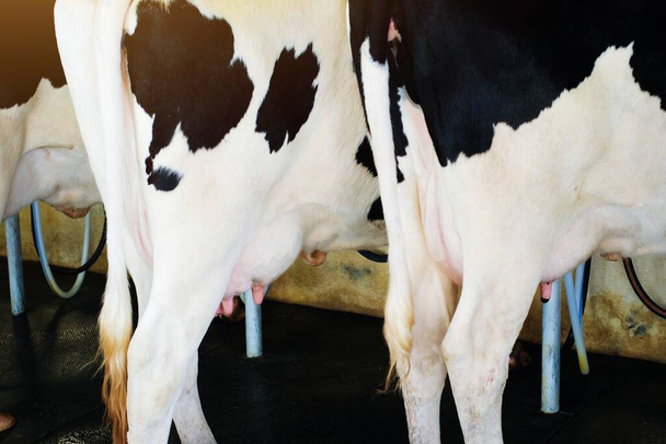 close-up de parte do corpo de vaca e úbere na fazenda
. - Foto, Imagem