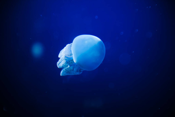 Kaunis tanssi meduusat syvyyksissä meressä - Valokuva, kuva