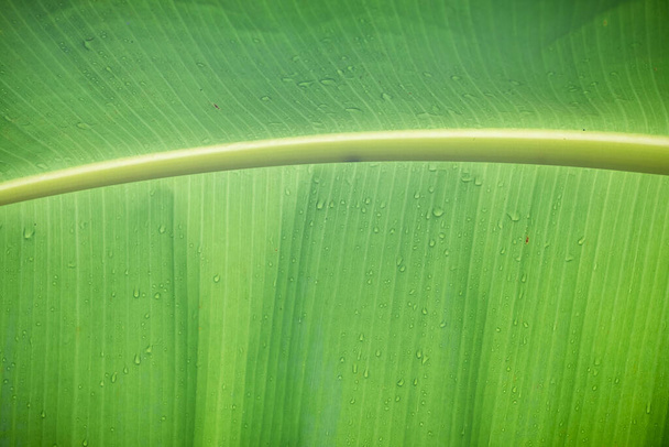 Close up tekstury wzór świeżego zielonego liścia banana z kropli wody, ekologia natura tapety tło - Zdjęcie, obraz
