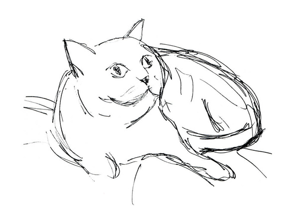 A macska kézzel rajzolt vázlata - Fotó, kép