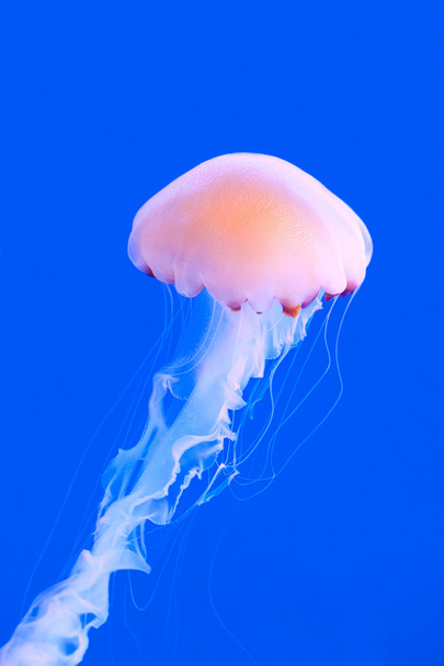 Pink colored jelly-fish - 写真・画像