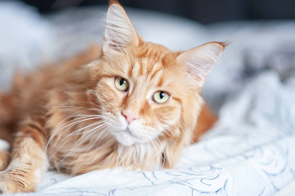 big red cat Maine Coon is lying on the bed in the bedroom, the cat looks camera - Fotó, kép