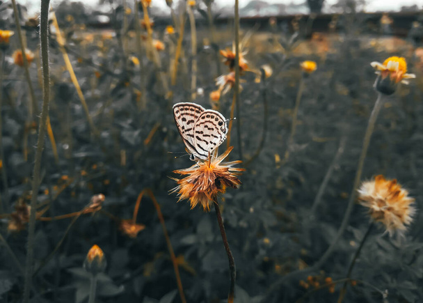 Small butterfly on a dandelion Flower - Zdjęcie, obraz