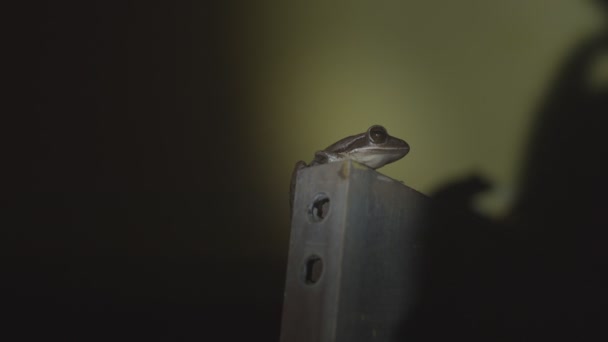 Macro video ritratto di rana selvatica gracchiare di notte su sfondo scuro muro copiare lo spazio di testo. Rospo verde animale seduto al coperto appartamento in india rallentatore. Fauna specie abitudini enciclopedia
 - Filmati, video