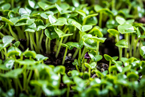 Close-up of basil microgreens. Growing basil sprouts close up view. Germination of seeds at home. Vegan and healthy eating concept. Sprouted seeds, micro greens. - Photo, Image