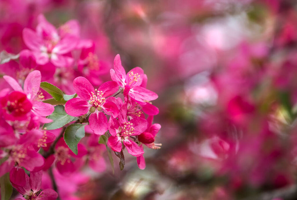 Λαμπερό πορφυρό κόκκινο άνθος μιας παραδεισένιας μηλιάς ή καβουριών στον βοτανικό κήπο. Ανθισμένη μηλιά την άνοιξη. Κλαδί μιας ανθισμένης μηλιάς με κόκκινα λουλούδια κοντά - Φωτογραφία, εικόνα