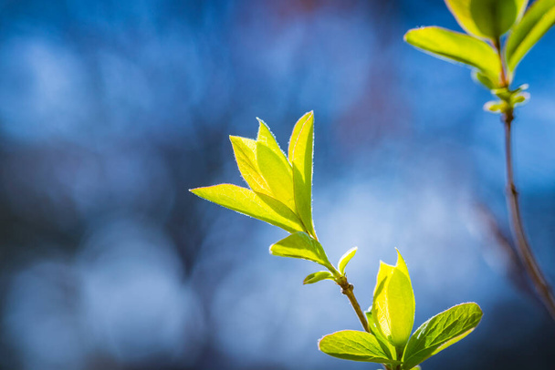 Čerstvě zelené jarní listy na větvi ve slunečních paprscích. Raně jarní příroda pozadí. Kopírovat prostor pro text. - Fotografie, Obrázek