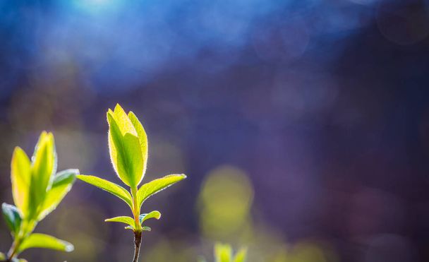 Fresh green spring leaves on the branch in sun rays. Early spring nature background. Copy space for text. - Photo, Image