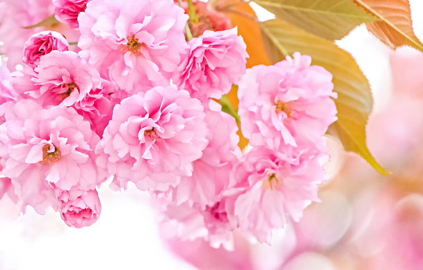 Beautiful pink Sakura Prunus serrulata cherry blossom in city garden. Spring floral background. - Photo, Image