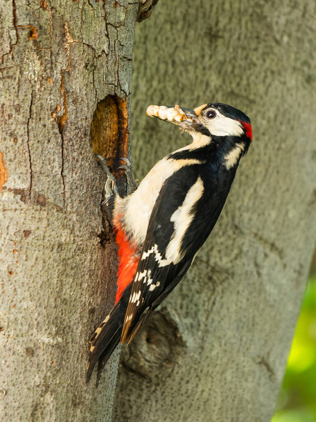 Ağaçkakan kuş yuvasına giriyor - Fotoğraf, Görsel