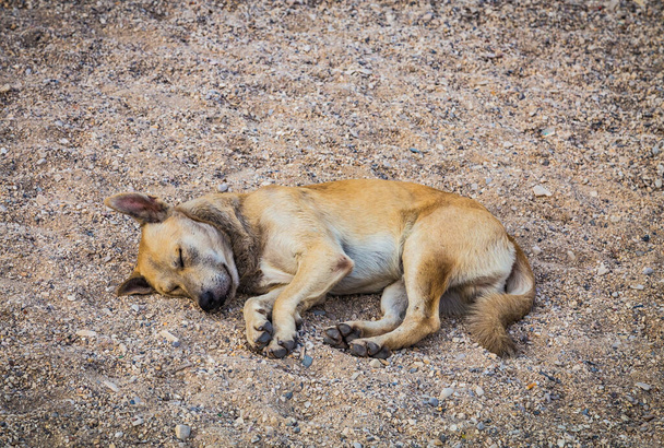 Бездомний милий жовтий собака лежить і спить на землі або пляжному піску
. - Фото, зображення