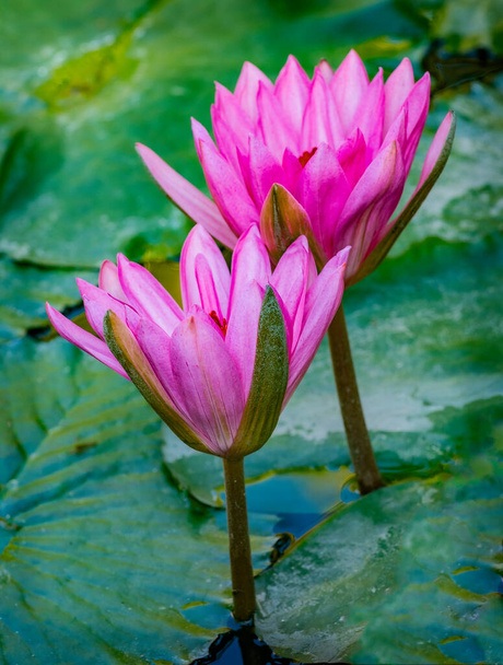 古い垂直池で睡蓮や蓮の花ニンファイアの美しいピンク紫色の花。睡蓮の大きな葉は水面を覆う。水生植物色鮮やかな自然観賞用背景. - 写真・画像