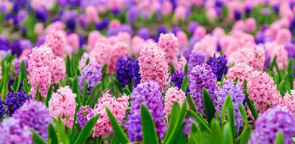 Large flower bed with multi-colored hyacinths, traditional easter flowers, flower background, easter background - Photo, Image