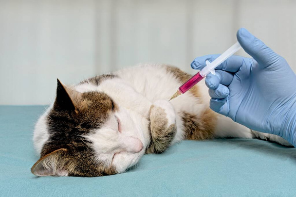 Tabby γάτα γίνεται μια ένεση από έναν κτηνίατρο. - Φωτογραφία, εικόνα