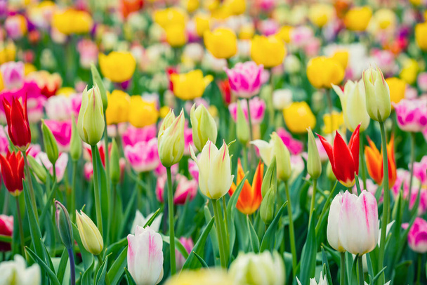 春には市の庭や花畑の大きな花壇に美しい明るいカラフルな多色の黄色、白、赤、紫、ピンクの開花チューリップ。春のイースターの花の背景. - 写真・画像