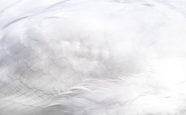 Schneewittchen Schwan Flügel Feder Textur Hintergrund. - Foto, Bild