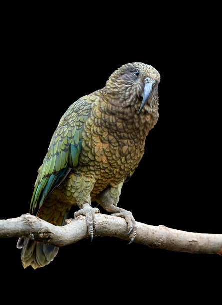Isolado em fundo preto, retrato vertical de papagaio alpino, Kea, Nestor notabilis, papagaio verde-oliva protegido com debaixo das asas escarlate. Endêmica da Nova Zelândia
. - Foto, Imagem