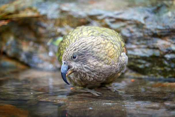 Porträt eines trinkenden Papageis, Kea, Nestor notabilis, geschützter braun-grüner Bergpapagei, der im Wasser des steinigen Pools steht. Endemisch für Neuseeland. Seitenansicht, felsige Hintergründe, natürliche Umgebung. - Foto, Bild