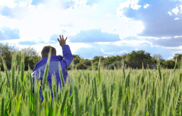 Un bambino in un campo tira la mano verso il cielo e il sole. Felice ragazzo sta camminando su un campo verde. - Foto, immagini