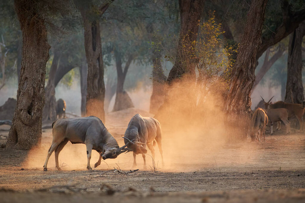 Eland antelope, Taurotragus oryx, two males fighting in an orange  cloud of dust, illuminated by morning sun. Low angle,  animals in action, wildlife photography in Mana Pools, Zimbabwe. - Photo, Image