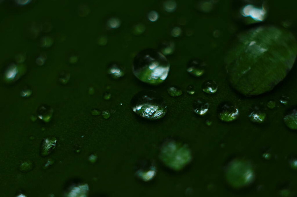 Zelená tráva. Kapky rosy na zelenou trávu. Dešťové kapky na zelené listy. Kapky vody. Fotografie makra - Fotografie, Obrázek