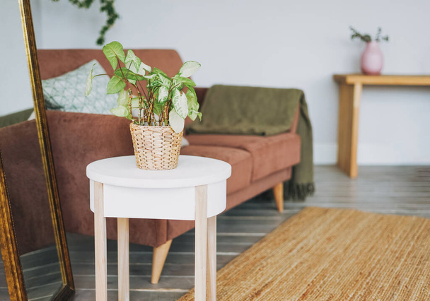 Zelený dům rostlina v proutěném hrnci na bílém stole v útulném obývacím pokoji, skandinávský interiér - Fotografie, Obrázek