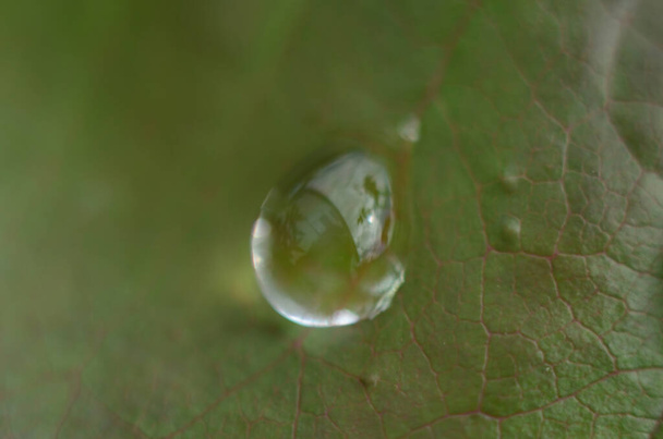 Grama verde. Gotas de orvalho na relva verde. Gotas de chuva em folhas verdes. Gotas de água. Macro foto
 - Foto, Imagem