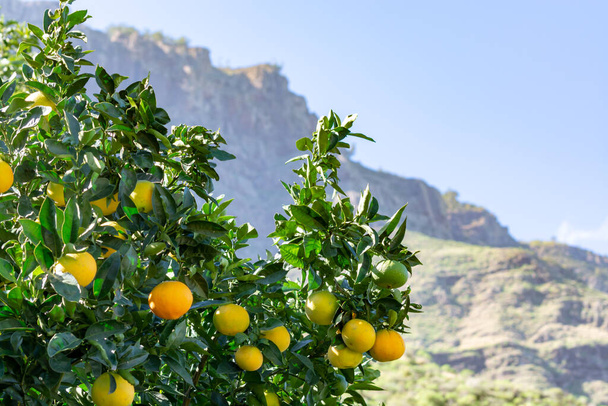 Savoureuse plantation d'oranges du nombril avec de nombreux agrumes d'orange accrochés aux arbres, vallée d'Agaete, Grande Canarie, Canaries, Espagne
 - Photo, image