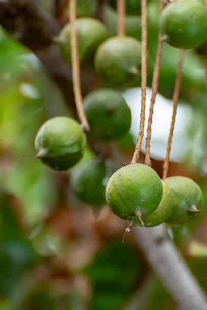 Rijp tropische macadamia noten overhandigen op macadamia boom klaar voor de oogst close-up - Foto, afbeelding