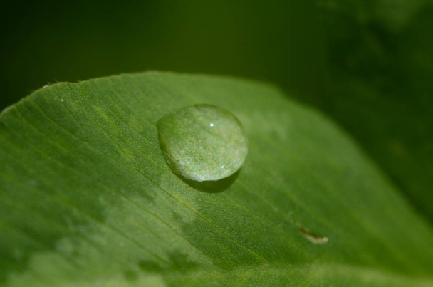緑の草。緑の草の上に露の滴。緑の葉に雨が降ります。水が落ちる。マクロ写真 - 写真・画像