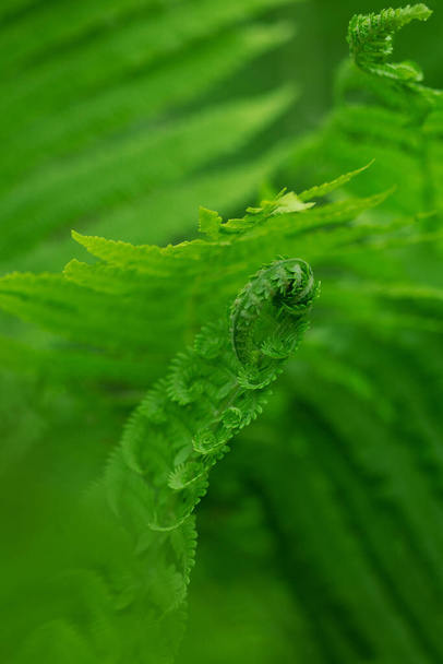 close up of fern leaf - Fotografie, Obrázek