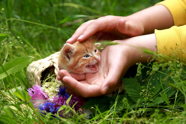 Le mani da bambini leniscono un gattino di tabby rossiccio piangente su uno sfondo d'erba verde e un cesto di vimini con fiori. Prendersi cura degli animali
. - Foto, immagini