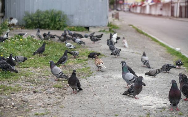 Street pigeons scatter in the city. Animals on the background of architecture - Фото, зображення