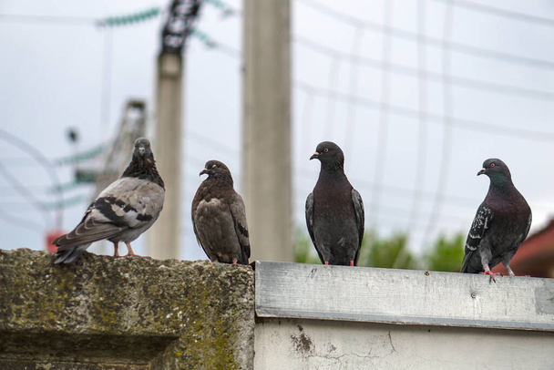 Street pigeons scatter in the city. Animals on the background of architecture - Photo, Image