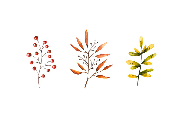 葉や果実の色の秋のセット。白を基調としたイラスト。グリーティングカード、招待状、はがき、ポスター、ステッカー、壁紙、ファブリックテキスタイルに最適な手描きの葉 - 写真・画像