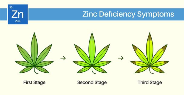Medical Cannabis Growing Problems and Plant Pot Leaves Disease, Deficiency, Abundance, Excess. Three 3 Stages. - Vector, Image