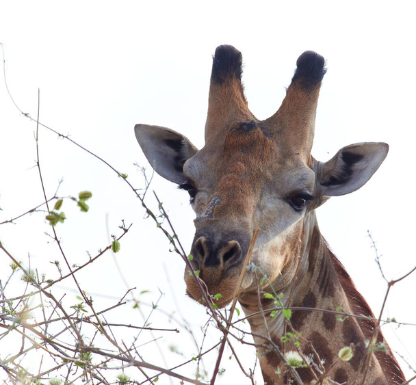 Portrait of a reticulated giraffe (Giraffa camelopardalis reticulata) - Photo, Image