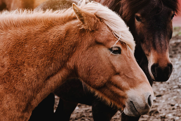 Icelandic horses graze in the field. Close-up. Beautiful red hair and long shaggy bang.  - Φωτογραφία, εικόνα