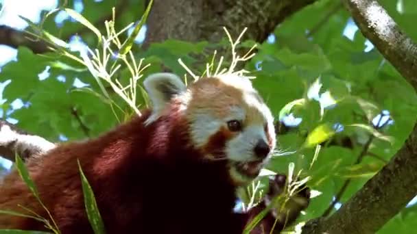 De rode panda, Ailurus fulgens, ook wel de mindere panda en de rode kattenbeer genoemd. - Video
