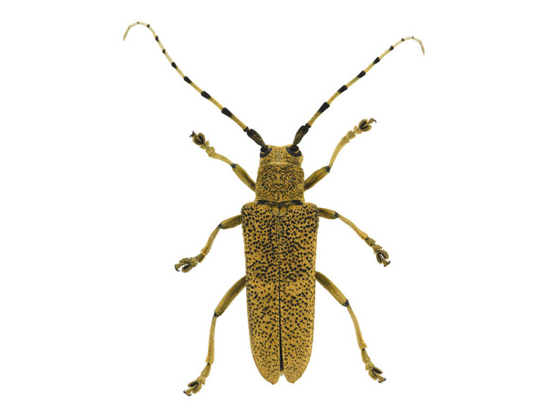 Beyaz arka planda siyah noktalı ve büyük bıyıklı bej uzun boynuzlu böceğin makro görüntüsü - Fotoğraf, Görsel