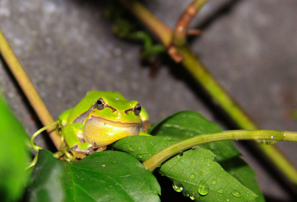 European tree frog (Hyla arborea) on plant leaf - Photo, Image