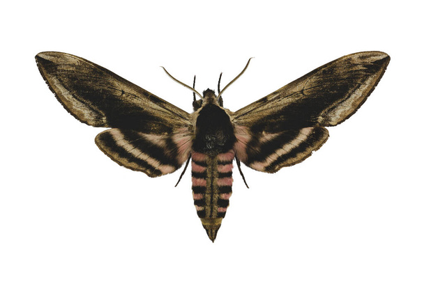 Privet hawk moth (Sphinx ligustri L.) isolated on white background - Photo, Image