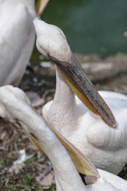 Pelicano na natureza perto das bacias do rio na praia. Foto stock com animais - Foto, Imagem