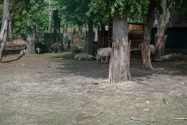 Paddock di fattoria con oche e anatre. Bestiame in Europa e Russia. Foto corrente - Foto, immagini